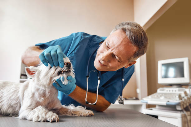 Best Emergency Denture Repair in Glendive, MT